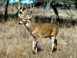 Los 7 animales más peligrosos de Ohio: exploración de la vida salvaje mortal Los 7 animales más peligrosos de Ohio: exploración de la vida salvaje mortal