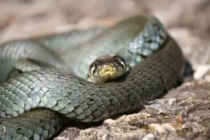 Los 7 animales más peligrosos de Ohio: exploración de la vida salvaje mortal Los 7 animales más peligrosos de Ohio: exploración de la vida salvaje mortal