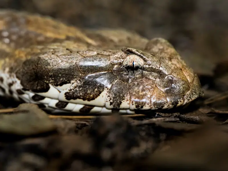Los 9 animales más aterradores y peligrosos de Kenia