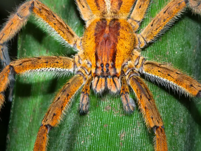 Los 7 animales más peligrosos de Venezuela que debes evitar