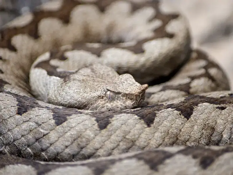 Los 7 animales más peligrosos de Venezuela que debes evitar