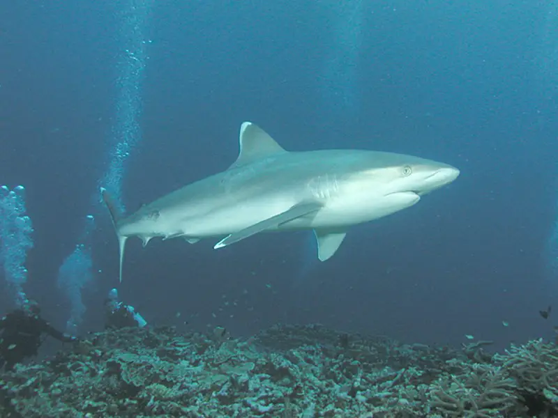 ¿Hay tiburones en el océano Atlántico? 11 especies que puedes encontrar