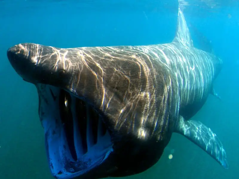 ¿Hay tiburones en el océano Atlántico? 11 especies que puedes encontrar