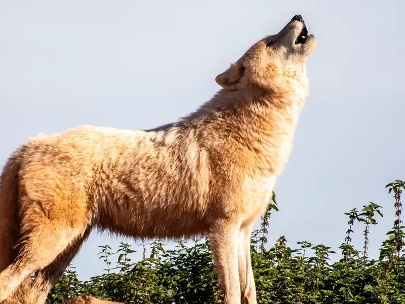 Los 5 animales más peligrosos de Finlandia que debes conocer