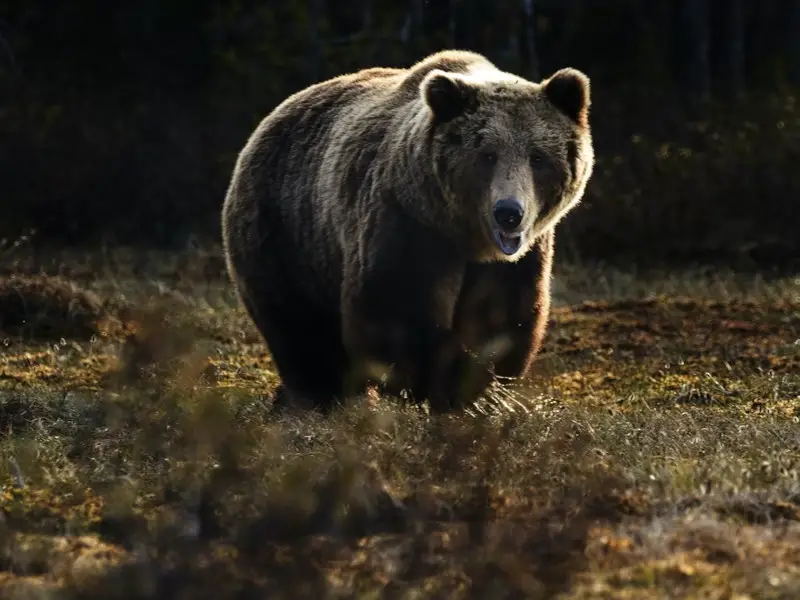 Los 5 animales más peligrosos de Finlandia que debes conocer
