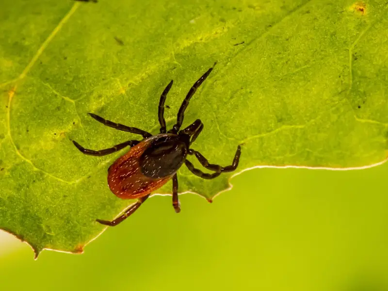 Los 5 animales más peligrosos de Finlandia que debes conocer
