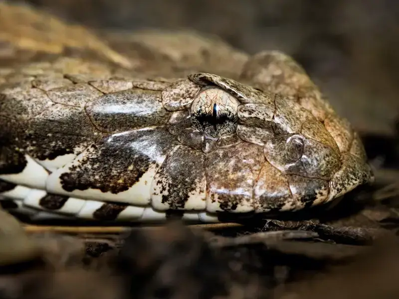Los 5 animales más peligrosos de Finlandia que debes conocer