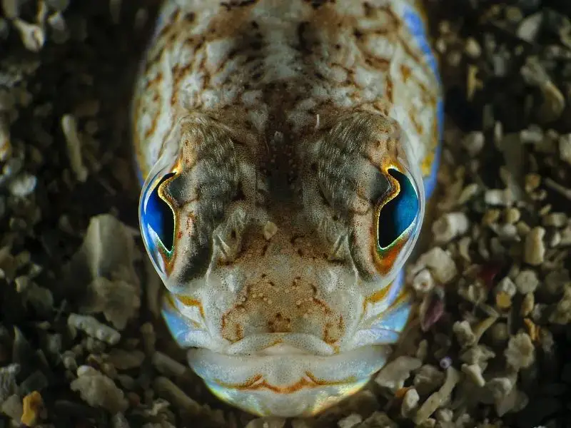 Los 9 animales más aterradores y peligrosos de Chipre