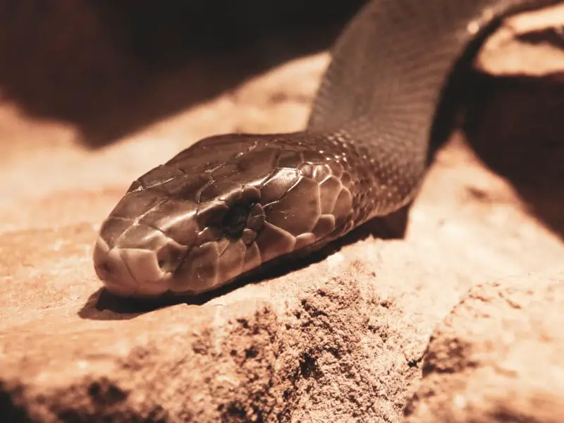 Los 7 animales más peligrosos de Sudáfrica que debes conocer