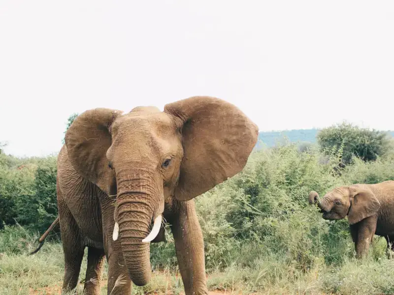 Los 7 animales más peligrosos de Camboya: fauna mortal