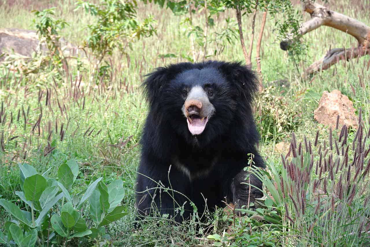 ¿Cuáles son los animales peligrosos en la India?