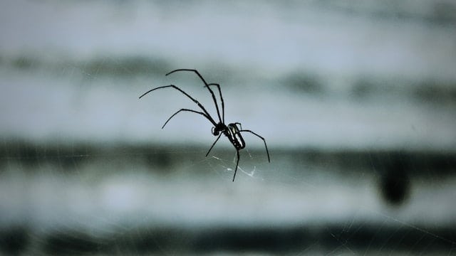 Animales peligrosos en Eslovenia: visítenos y descúbralos