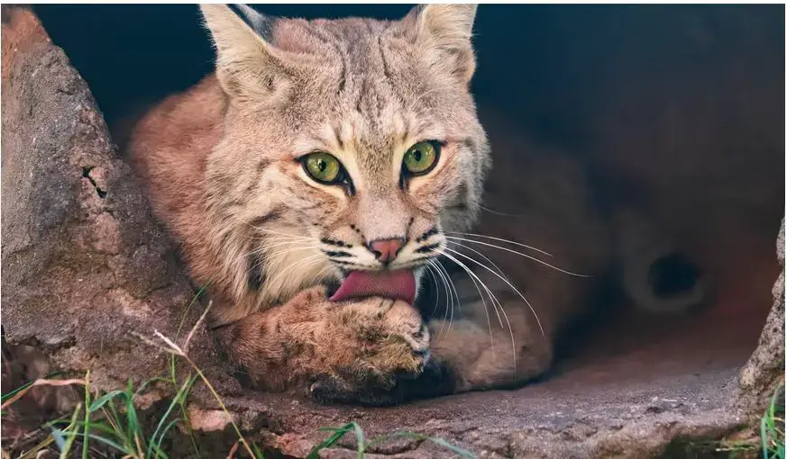 Animales peligrosos en Virginia: mire a su alrededor y explore