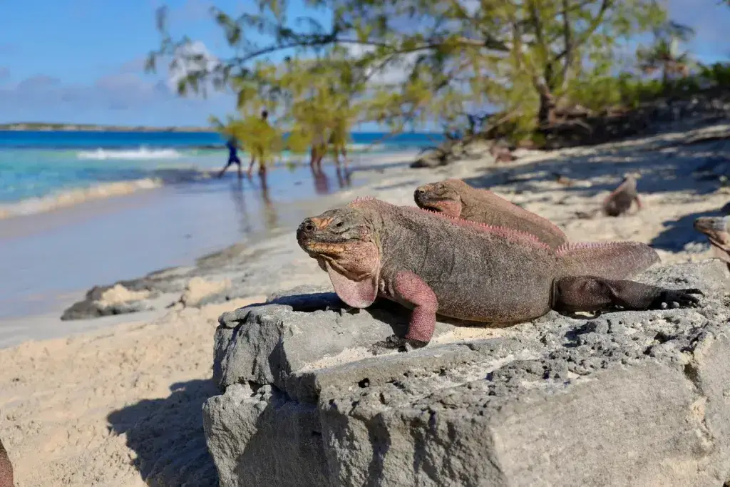 ¡Animales comunes, raros y peligrosos de Puerto Vallarta y dónde encontrarlos!