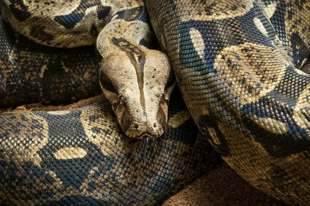 ¡Los animales comunes, raros y peligrosos en Cancún que podrías conocer! ¡Los animales comunes, raros y peligrosos en Cancún que podrías conocer!