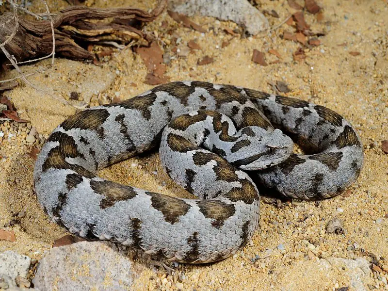 Los 9 animales más peligrosos y bichos espeluznantes de Grecia