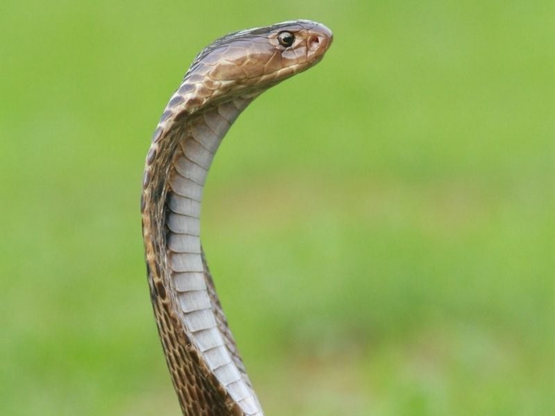 Los 7 animales más peligrosos de Camboya: fauna mortal