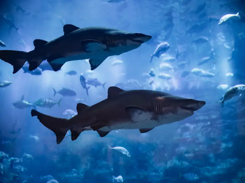 ¿Hay tiburones en Chipre? 7 especies a tener en cuenta ¿Hay tiburones en Chipre? 7 especies a tener en cuenta
