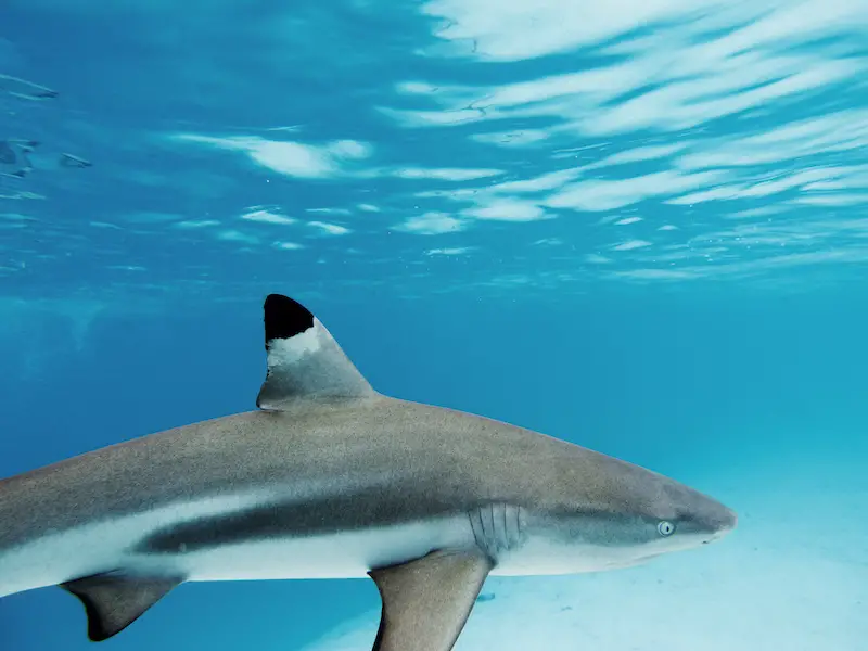 ¿Hay tiburones en Chipre? 7 especies a tener en cuenta ¿Hay tiburones en Chipre? 7 especies a tener en cuenta