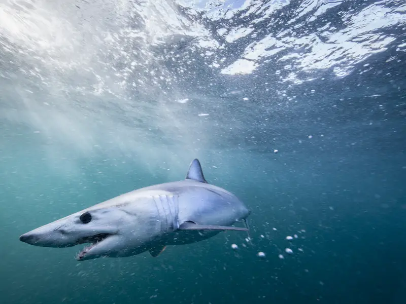 ¿Hay tiburones en Chipre? 7 especies a tener en cuenta ¿Hay tiburones en Chipre? 7 especies a tener en cuenta