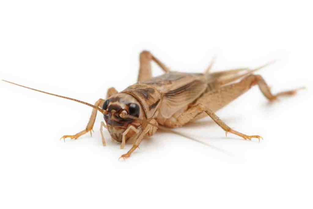 ¡20 insectos y bichos que debes conocer en Las Vegas que muerden y pican! ¡20 insectos y bichos que debes conocer en Las Vegas que muerden y pican!