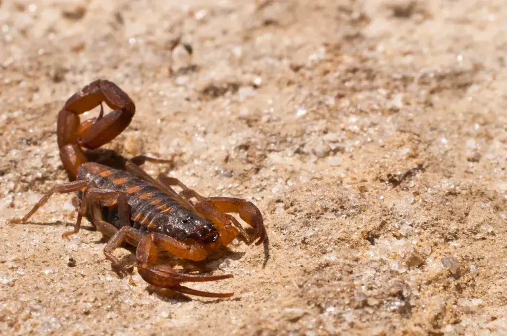 ¡20 insectos y bichos que debes conocer en Las Vegas que muerden y pican! ¡20 insectos y bichos que debes conocer en Las Vegas que muerden y pican!