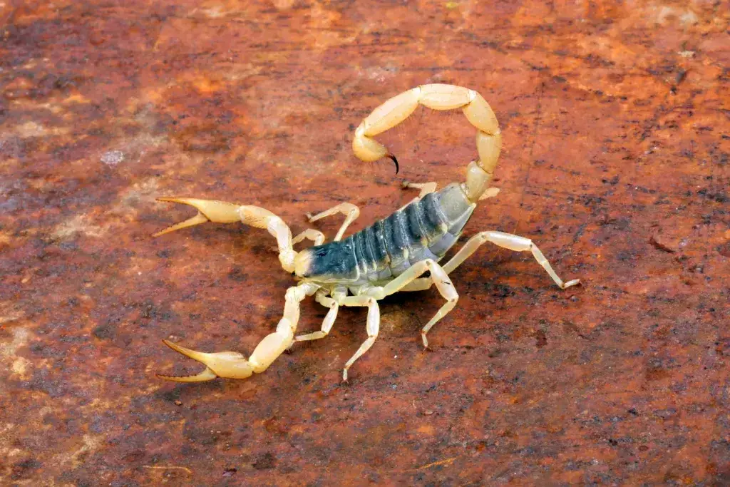 ¡20 insectos y bichos que debes conocer en Las Vegas que muerden y pican! ¡20 insectos y bichos que debes conocer en Las Vegas que muerden y pican!