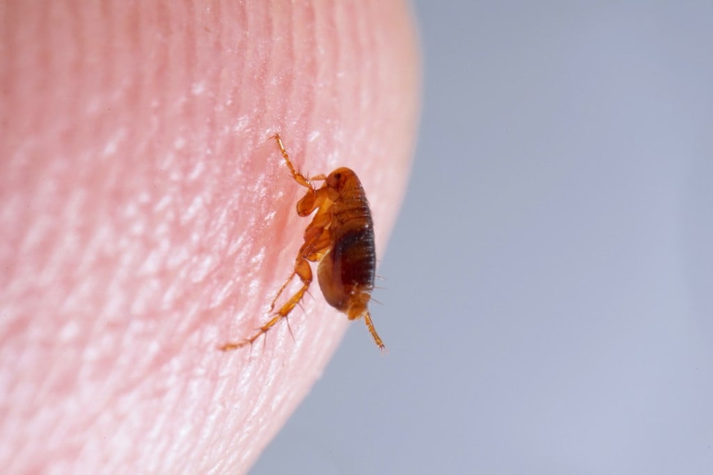 ¡20 insectos y bichos que debes conocer en Las Vegas que muerden y pican! ¡20 insectos y bichos que debes conocer en Las Vegas que muerden y pican!