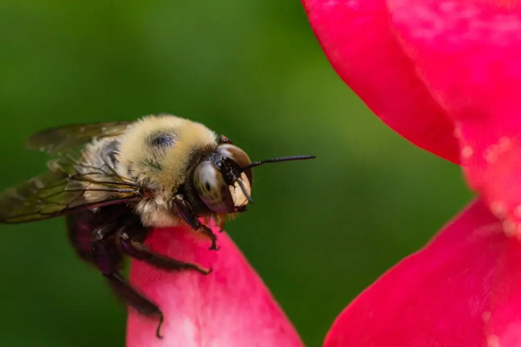 ¡20 insectos y bichos que debes conocer en Las Vegas que muerden y pican! ¡20 insectos y bichos que debes conocer en Las Vegas que muerden y pican!