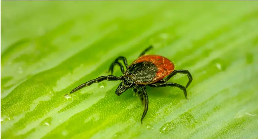 Animales peligrosos en Bulgaria: mire a su alrededor y explore