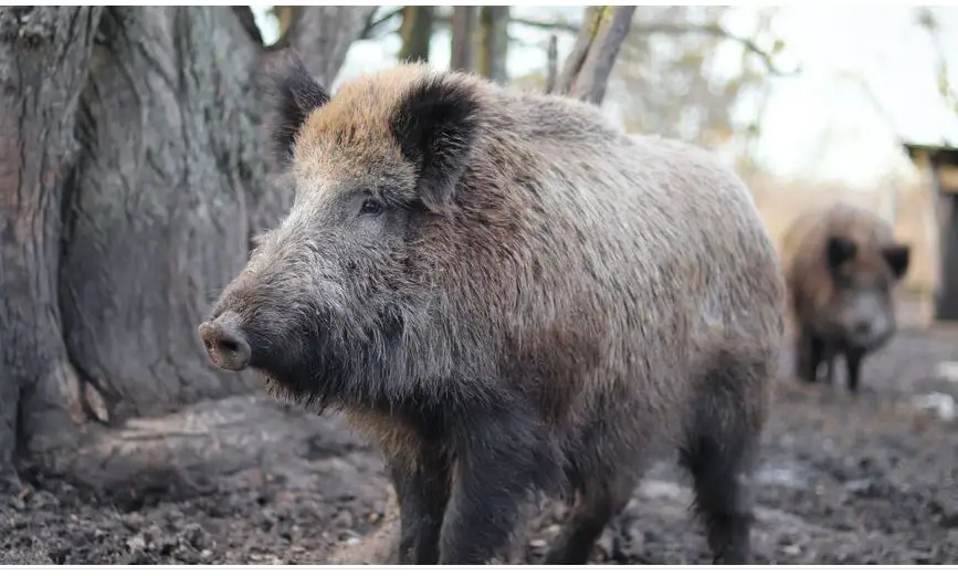 Animales peligrosos en Estonia: mira a tu alrededor y explora