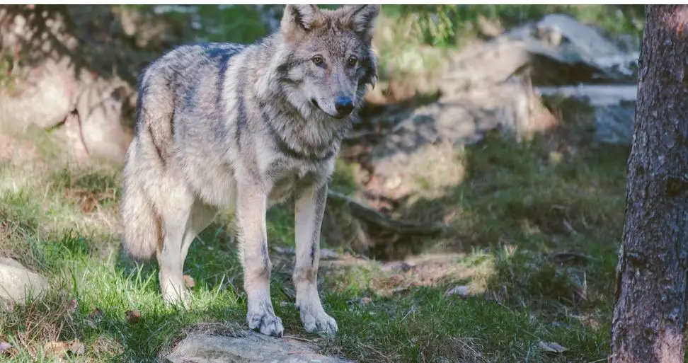 Animales peligrosos en Eslovenia: visítenos y descúbralos