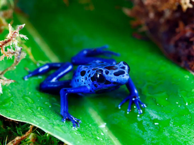 Los 9 animales más raros encontrados en la selva amazónica