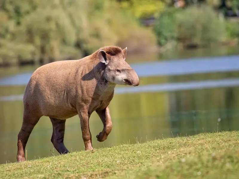 Los 9 animales más raros encontrados en la selva amazónica