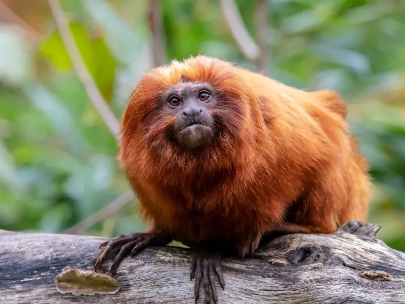 Los 9 animales más raros encontrados en la selva amazónica