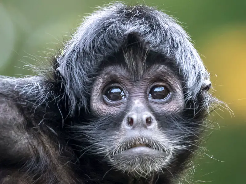 Los 9 animales más raros encontrados en la selva amazónica