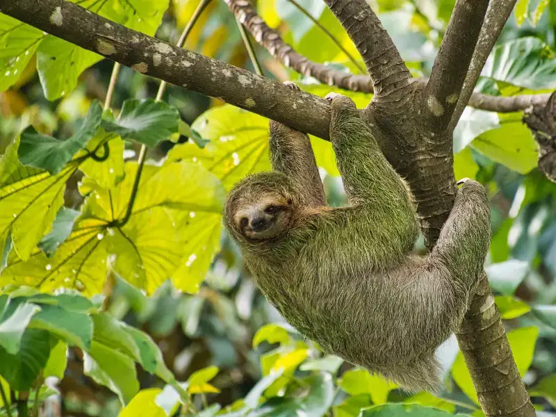Los 9 animales más raros encontrados en la selva amazónica