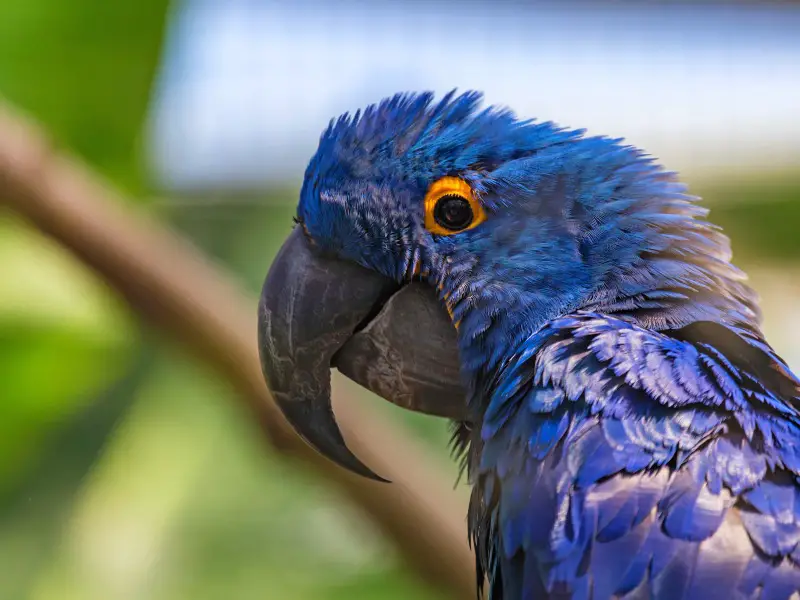 Los 9 animales más raros encontrados en la selva amazónica