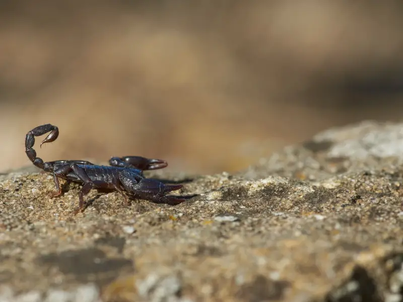 Animales peligrosos en Irán: 7 especies aterradoras