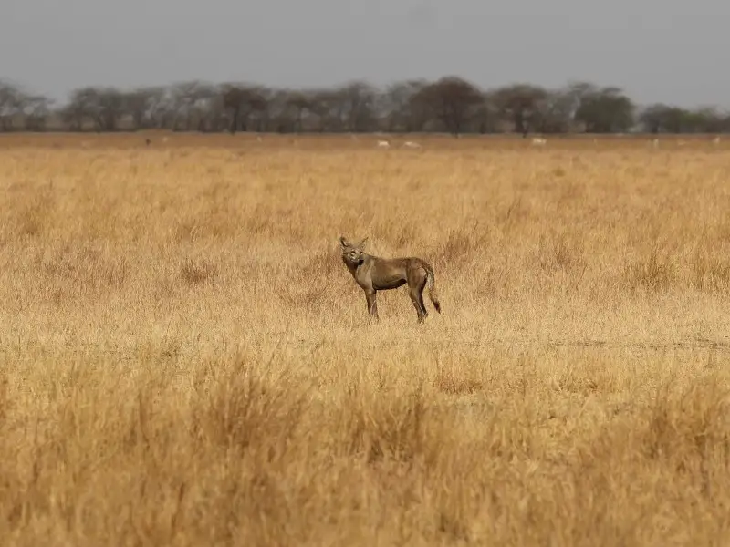 Animales peligrosos en Irán: 7 especies aterradoras