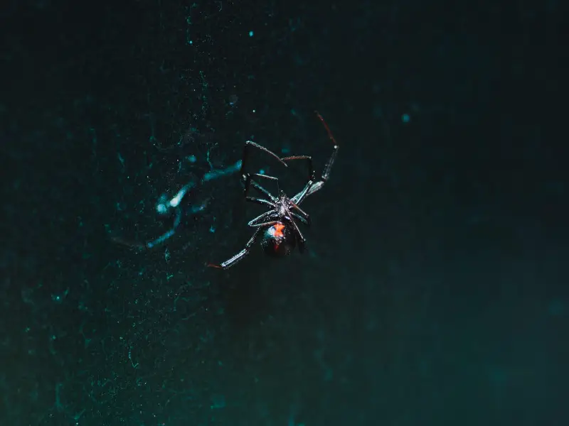 Animales peligrosos en Irán: 7 especies aterradoras