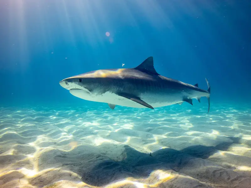 Animales peligrosos en Irán: 7 especies aterradoras