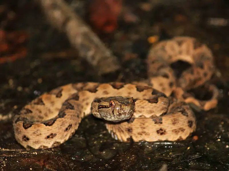 9 animales mortales a los que hay que tener cuidado
