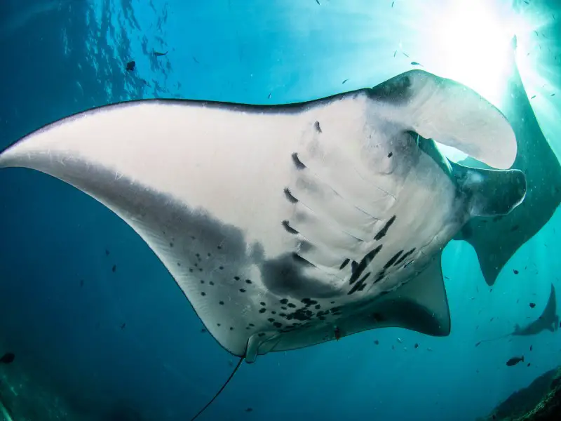 7 razones únicas por las que vale la pena visitar Nusa Lembongan