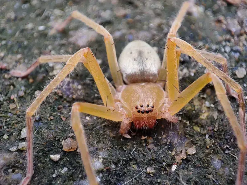 Los 7 animales y criaturas más peligrosas encontradas en Chile