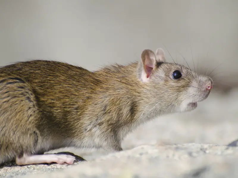 Los 7 animales y criaturas más peligrosas encontradas en Chile