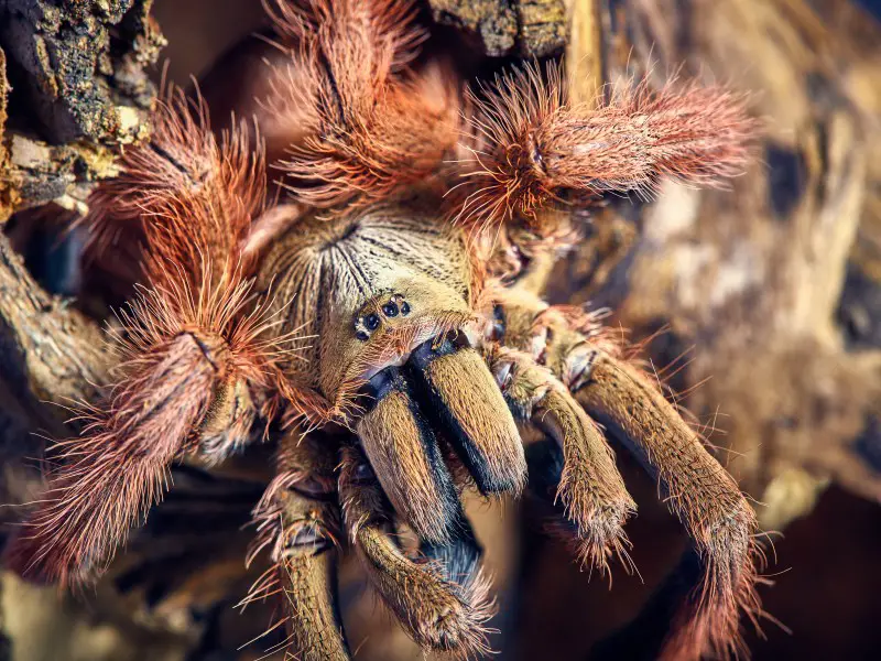 Los 7 animales y criaturas más peligrosas encontradas en Chile