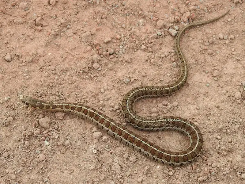 Los 7 animales y criaturas más peligrosas encontradas en Chile