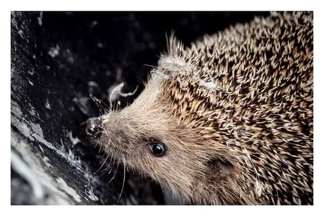 Animales peligrosos en Bulgaria: mire a su alrededor y explore