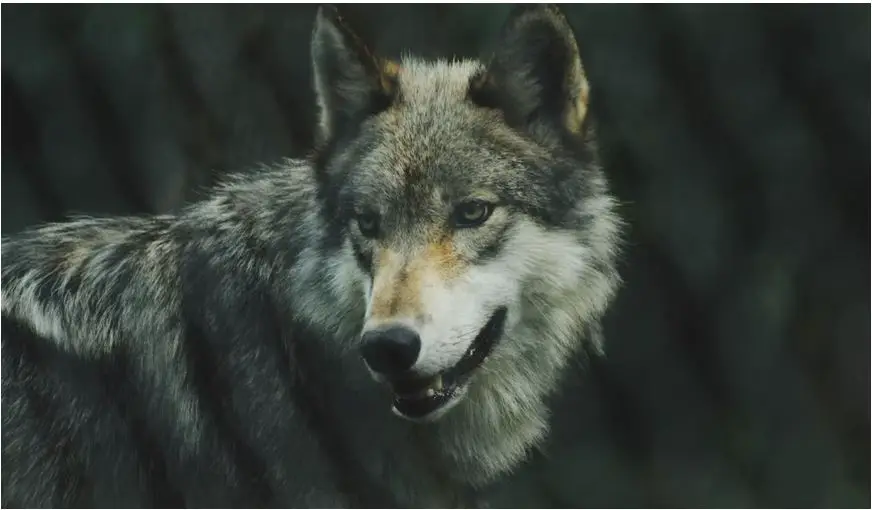 Animales peligrosos en Bulgaria: mire a su alrededor y explore